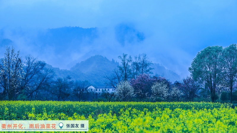 衢州开化，雨后油菜花。